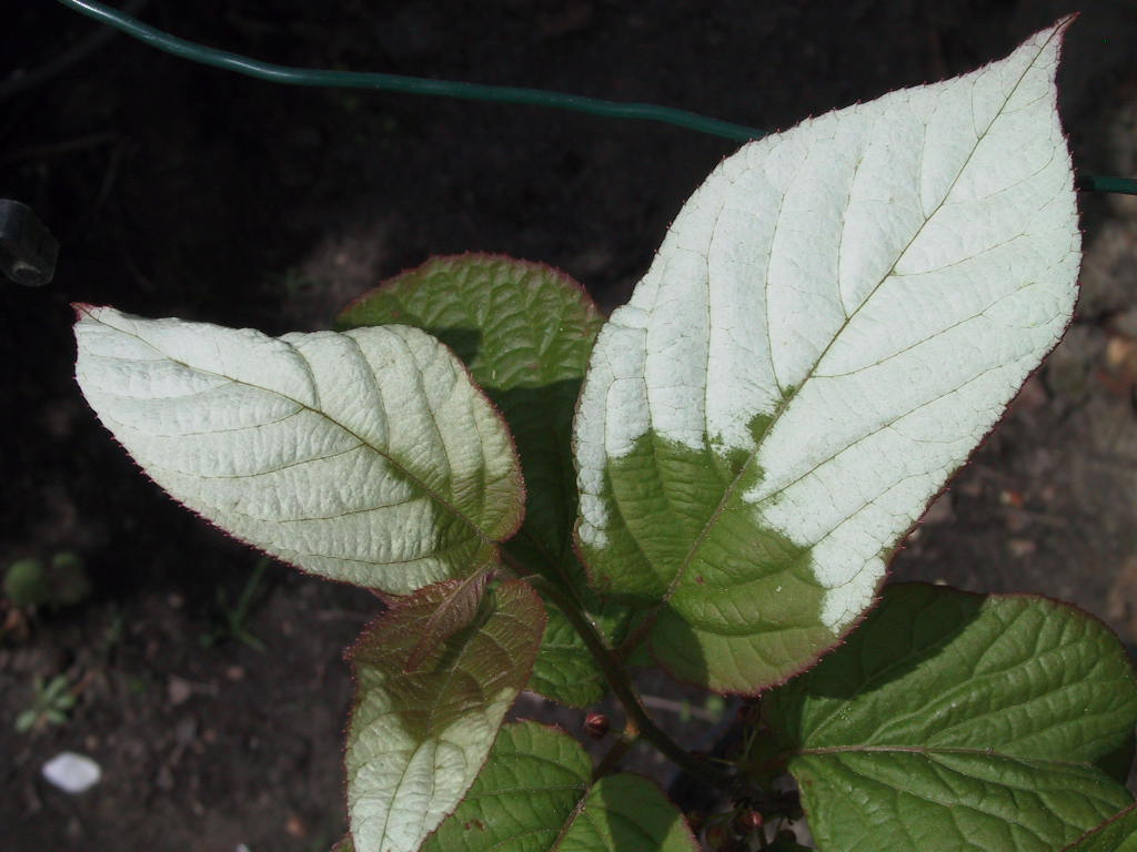 Actinidia kolomikta Blattmacro.jpg